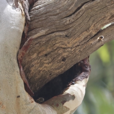 Apis mellifera (European honey bee) at Bango Nature Reserve - 3 Feb 2022 by AlisonMilton