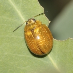 Paropsisterna cloelia (Eucalyptus variegated beetle) at Bango Nature Reserve - 3 Feb 2022 by AlisonMilton