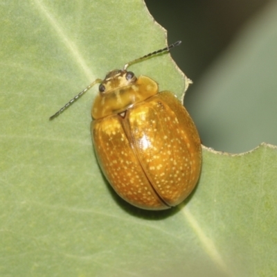 Paropsisterna cloelia (Eucalyptus variegated beetle) at Bango, NSW - 3 Feb 2022 by AlisonMilton