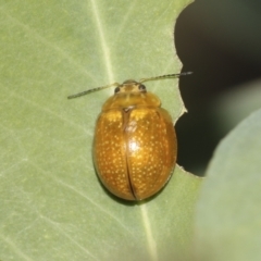 Paropsisterna cloelia at Bango, NSW - 3 Feb 2022