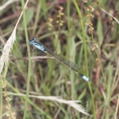 Ischnura heterosticta (Common Bluetail Damselfly) at Bango, NSW - 2 Feb 2022 by AlisonMilton