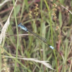 Ischnura heterosticta at Bango, NSW - 3 Feb 2022