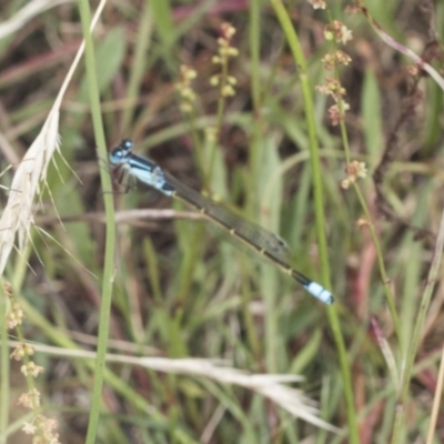 Ischnura heterosticta (Common Bluetail Damselfly) at Bango, NSW - 2 Feb 2022 by AlisonMilton