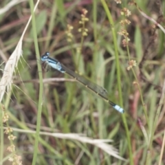 Ischnura heterosticta (Common Bluetail Damselfly) at Bango Nature Reserve - 2 Feb 2022 by AlisonMilton