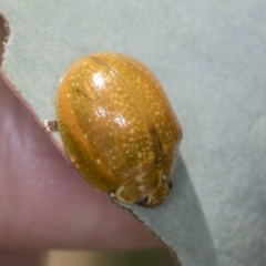 Paropsisterna cloelia (Eucalyptus variegated beetle) at Bango, NSW - 3 Feb 2022 by AlisonMilton