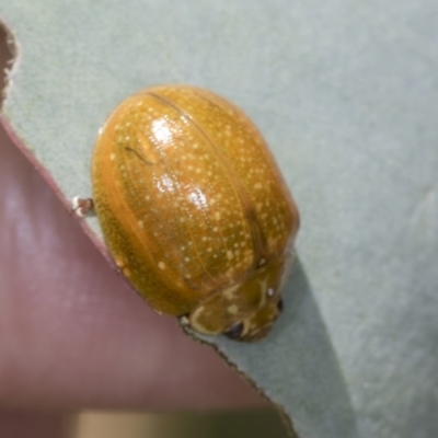 Paropsisterna cloelia (Eucalyptus variegated beetle) at Bango Nature Reserve - 3 Feb 2022 by AlisonMilton