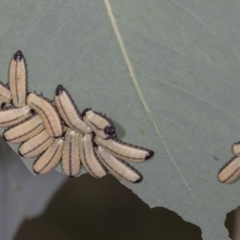 Paropsisterna cloelia at Bango, NSW - 3 Feb 2022 11:06 AM