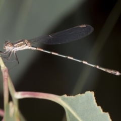 Austrolestes leda (Wandering Ringtail) at Bango Nature Reserve - 3 Feb 2022 by AlisonMilton