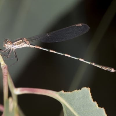 Austrolestes leda (Wandering Ringtail) at Bango Nature Reserve - 3 Feb 2022 by AlisonMilton