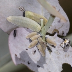 Paropsisterna m-fuscum (Eucalyptus Leaf Beetle) at Bango Nature Reserve - 2 Feb 2022 by AlisonMilton