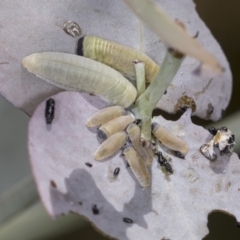 Paropsisterna m-fuscum (Eucalyptus Leaf Beetle) at Bango, NSW - 3 Feb 2022 by AlisonMilton