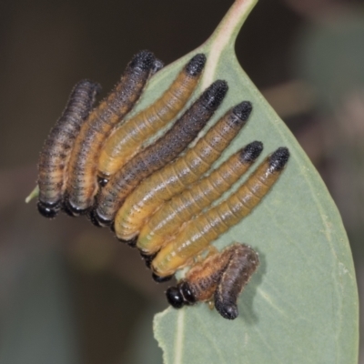Unidentified Sawfly (Hymenoptera, Symphyta) at Bango, NSW - 3 Feb 2022 by AlisonMilton