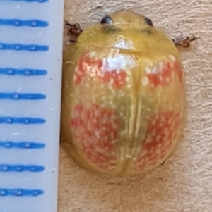 Paropsisterna fastidiosa at Jerrabomberra, ACT - 5 Feb 2022