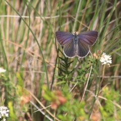 Erina hyacinthina (Varied Dusky-blue) at Governers Hill Recreation Reserve - 5 Feb 2022 by Rixon