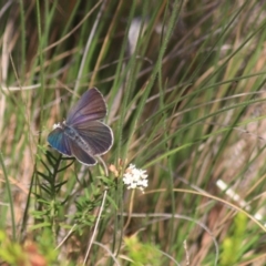 Erina hyacinthina at Goulburn, NSW - 5 Feb 2022 06:27 PM