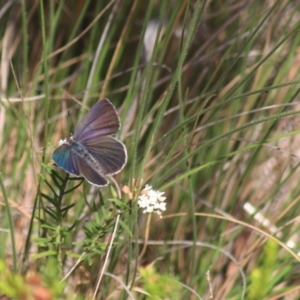 Erina hyacinthina at Goulburn, NSW - 5 Feb 2022 06:27 PM