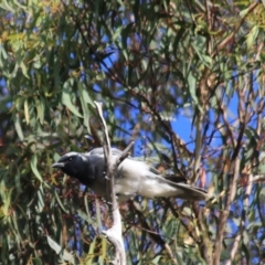 Coracina novaehollandiae (Black-faced Cuckooshrike) at Goulburn, NSW - 5 Feb 2022 by Rixon