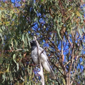 Coracina novaehollandiae at Goulburn, NSW - 5 Feb 2022