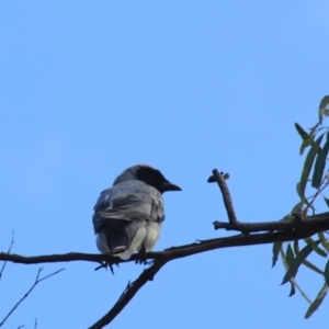 Coracina novaehollandiae at Goulburn, NSW - 5 Feb 2022 06:15 PM