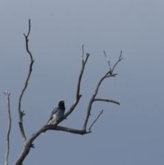 Coracina novaehollandiae at Goulburn, NSW - 5 Feb 2022 06:15 PM