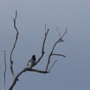 Coracina novaehollandiae at Goulburn, NSW - 5 Feb 2022 06:15 PM