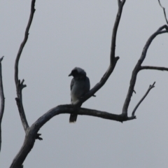 Coracina novaehollandiae at Goulburn, NSW - 5 Feb 2022 06:15 PM