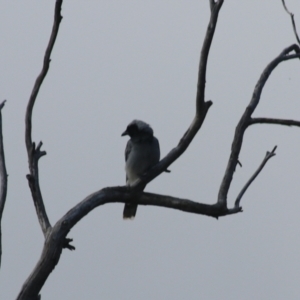 Coracina novaehollandiae at Goulburn, NSW - 5 Feb 2022 06:15 PM