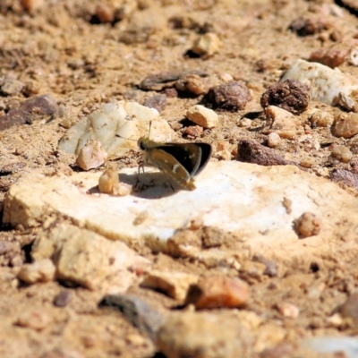 Taractrocera papyria (White-banded Grass-dart) at Wodonga - 4 Feb 2022 by KylieWaldon