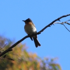 Myiagra rubecula (Leaden Flycatcher) at Governers Hill Recreation Reserve - 5 Feb 2022 by Rixon