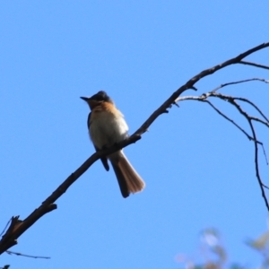 Myiagra rubecula at Goulburn, NSW - 5 Feb 2022