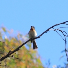 Myiagra rubecula at Goulburn, NSW - 5 Feb 2022