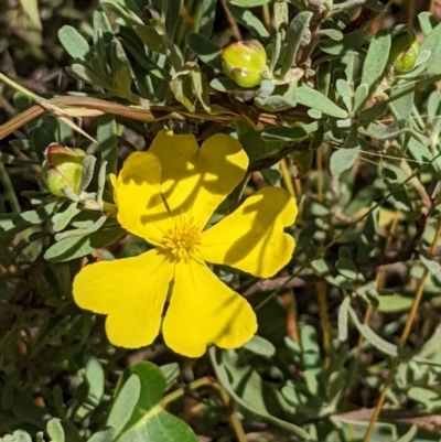 Hibbertia obtusifolia (Grey Guinea-flower) at Mount Majura - 5 Feb 2022 by abread111