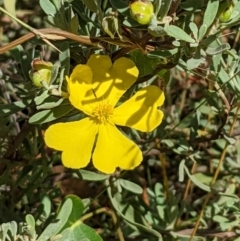 Hibbertia obtusifolia at Hackett, ACT - 5 Feb 2022