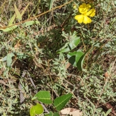 Hibbertia obtusifolia at Hackett, ACT - 5 Feb 2022