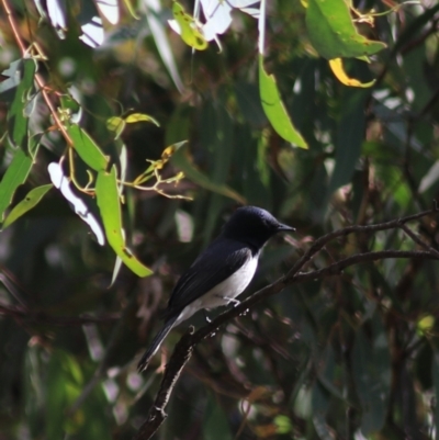 Myiagra rubecula (Leaden Flycatcher) at Goulburn, NSW - 5 Feb 2022 by Rixon