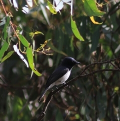 Myiagra rubecula (Leaden Flycatcher) at Governers Hill Recreation Reserve - 5 Feb 2022 by Rixon