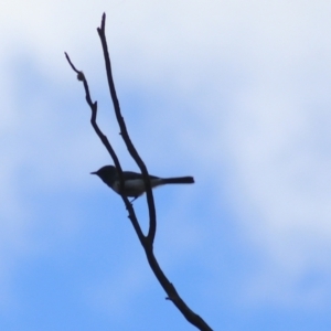 Myiagra rubecula at Goulburn, NSW - 5 Feb 2022