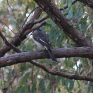 Cracticus torquatus at Goulburn, NSW - 5 Feb 2022