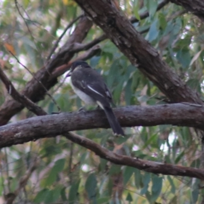 Cracticus torquatus (Grey Butcherbird) at Gorman Road Bush Reserve, Goulburn - 5 Feb 2022 by Rixon