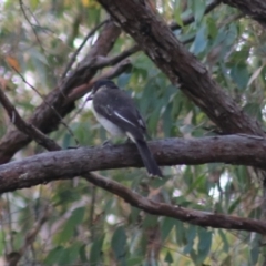 Cracticus torquatus (Grey Butcherbird) at Goulburn, NSW - 5 Feb 2022 by Rixon