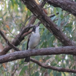 Cracticus torquatus at Goulburn, NSW - 5 Feb 2022