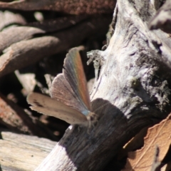Erina hyacinthina (Varied Dusky-blue) at Governers Hill Recreation Reserve - 5 Feb 2022 by Rixon