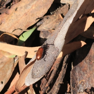 Ecnolagria grandis (Honeybrown beetle) at Governers Hill Recreation Reserve - 5 Feb 2022 by Rixon