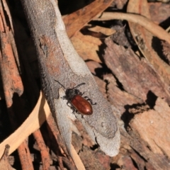 Ecnolagria grandis at Goulburn, NSW - 5 Feb 2022