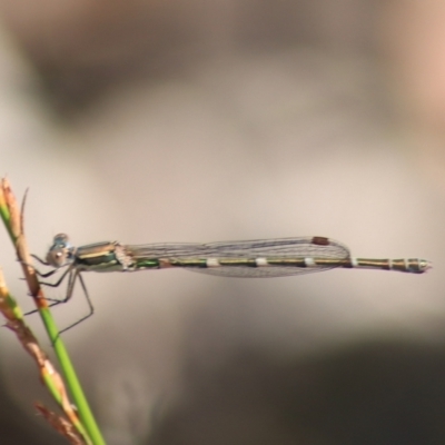 Austrolestes leda (Wandering Ringtail) at Governers Hill Recreation Reserve - 5 Feb 2022 by Rixon