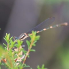 Austrolestes leda at Goulburn, NSW - 5 Feb 2022 04:51 PM