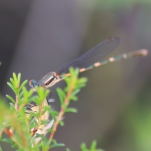 Austrolestes leda at Goulburn, NSW - 5 Feb 2022