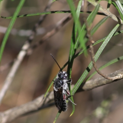 Unidentified Insect at Goulburn, NSW - 5 Feb 2022 by Rixon