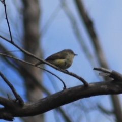 Acanthiza reguloides (Buff-rumped Thornbill) at Governers Hill Recreation Reserve - 5 Feb 2022 by Rixon