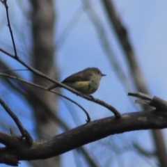 Acanthiza reguloides (Buff-rumped Thornbill) at Gorman Road Bush Reserve, Goulburn - 5 Feb 2022 by Rixon